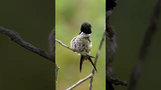 Estrelinhaametista Calliphlox amethystinabirds aves da mata atlântica aves de Lídice Shorts [upl. by Wrightson68]