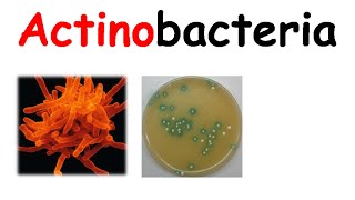 Actinobacteria [upl. by Ulland]