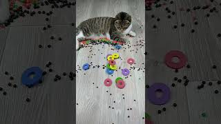 Cat barsik reverse video cat catvideos billi [upl. by Ahsitauq]