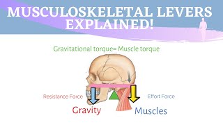 Musculoskeletal Levers Animation  3 Types of Lever Systems [upl. by Ainoz]