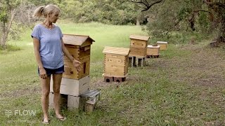 Beginner Beekeeping Ep 1  The difference between a Flow™ Hive and a Langstroth hive [upl. by Aufmann]