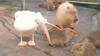 pelicans trying to eat capybaras [upl. by Enneirda]