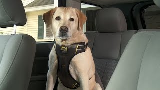 Kurgo Impact Dog Car Harness [upl. by Airdnna]