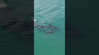 Why dolphins jump out of water [upl. by Priscella385]