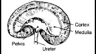 Session 5Urogenital system [upl. by Collette]