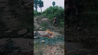 Tiger Water 💦 Drink shortsviral nature wildlife shortvideos animal youtubeshorts 😱😱 [upl. by Kane]