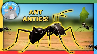 Minuscule  Best of the Ants 🐜  Compilation  Little Amigo [upl. by Boonie358]