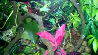 Tree Frog Paludarium FoggerNighttime Feeding [upl. by Otokam]