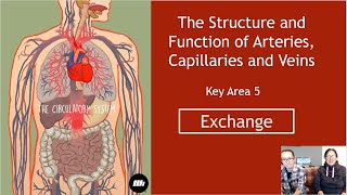 The Structure and Function of Arteries Capillaries and Veins Section 2 Exchange [upl. by Cornia291]