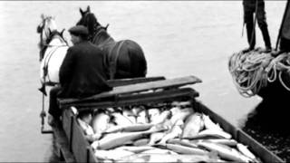 Horse Seining on the Columbia River [upl. by Suiradel401]