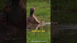 Hippos 🦛 The Unexpected Killers [upl. by Aryk961]