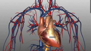 Heart Structure and Function Basics  Anatomy Tutorial [upl. by Akir]