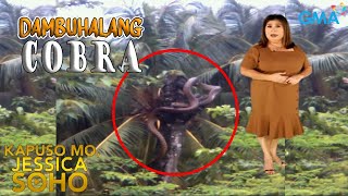 Kapuso Mo Jessica Soho DAMBUHALANG COBRA SINLAKI NG PUNO NG BUKO  kmjs  kmjs latest episode [upl. by Lek800]