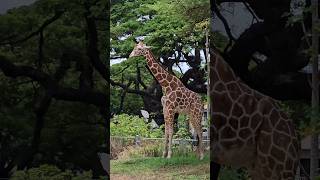 Honolulu zoo in Hawaii look at the giraffe shorts the zoo vacation [upl. by Sitarski618]