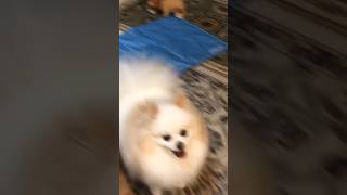 Hilarious Pomeranian Barks and Runs Compilation [upl. by Bamby]