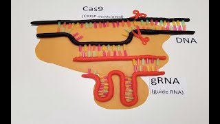 Die CRISPRCasMethode [upl. by Garnett165]