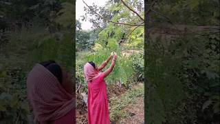 सहजन साग भिंडी भाजी  Moringa leaves bhindi recipe  Village cooking  Village life [upl. by Heidie]