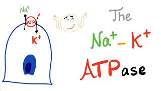 The SodiumPotassium NaK ATPase Pump  Active Transport [upl. by Devinne53]