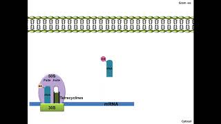 Tetracyclines  Mechanism of Action [upl. by Ibib]