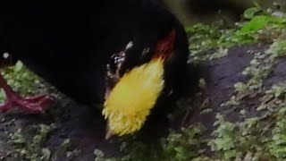 Cortejo del Manakin Cabeza de fuego  Masius chrysopterus  Aves del Ecuador [upl. by Iggem772]