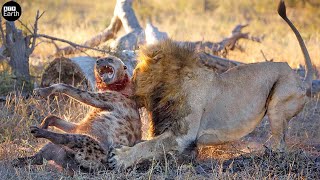 Lion Attack and Eat Hyena  Animal Fighting  ATP Earth [upl. by Lowney]