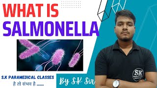 What Is Salmonella Mporphology Culture Lab Diagnosis Treatment  By SK SIR [upl. by Pike]