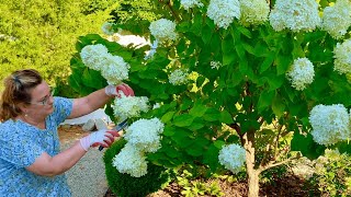 Limelight Hydrangea Tree Drooping Part 3 A Quick Solution During Heat Waves [upl. by Peltz]