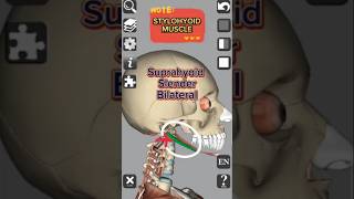 Anatomy  Stylohyoid muscle medical 3d anatomy head neck muscle shorts education [upl. by Enneiluj]