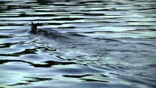 Alligator Bait Deer Swimming Newnans Lake [upl. by Aziza]