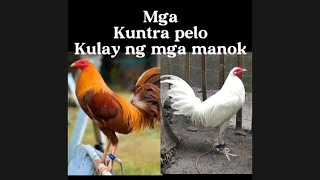 Mga kuntra pelo kulay ng manok [upl. by Ehtyaf]