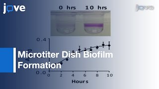 Microtiter Dish Biofilm Formation Assay l Protocol Preview [upl. by Keese]