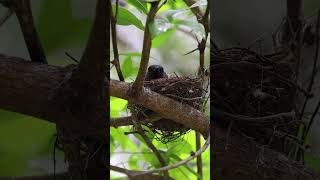 Bulbul in Nest 🐧❤️☘️🌱 shorts wildlife [upl. by Euqinimod]