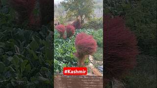 Beautiful plant in kashmir [upl. by Spiros]