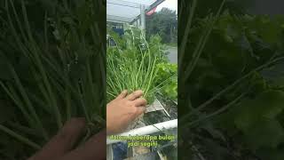 Seledri hidroponik hidroponik seledrihidroponik berkebun tanamansehat shorts [upl. by Ahsinav]