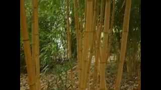 Phyllostachys vivax Aureocaulis [upl. by Hayyim613]