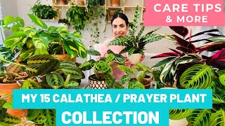 My 15 Calathea Maranta Prayer Plant Ctenanthe Collection  plus Care tips [upl. by Aninaj561]