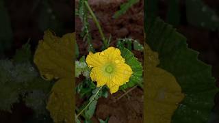 Yellow Flower 🌻 Pic Shorts flowers india photoshootideas picshorts shorts ytshorts nature yt [upl. by Hodgkinson307]