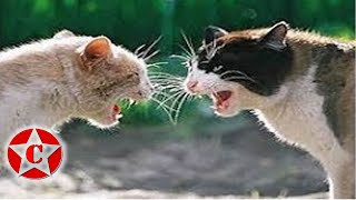 the best funny cat fight videos [upl. by Reider]