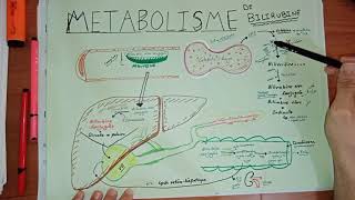 MÉTABOLISME DE LA BILIRUBINE ET ICTÈRE bilirubine nonconjuguée et conjuguéeversion simple [upl. by Storz]