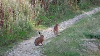 Hares Leverets amp A Rabbit Around Watton  Norfolk [upl. by Nesmat701]