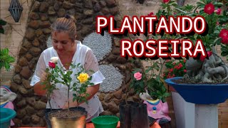 APRENDA A PLANTAR ROSEIRA DE ESPINHO [upl. by Acilgna]