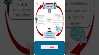 Life Cycle of Trichomonas vaginalis parasitology microbiology pathology lifecycles lifecycle [upl. by Adni266]