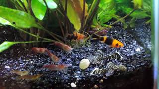 The swordtail and pleco fry squabble with the shrimp over a pellet [upl. by Zerep]