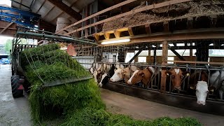 Milchviebetrieb 🇨🇭🐄🌱🥛 vom Gras bis in den Milchtank [upl. by Otokam751]