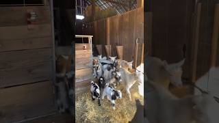 Bentham Goat farming shorts viralvideo bentham bakrifarming tanweer goatfarm dhanbad [upl. by Orlantha]