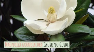 Magnolia grandiflora Growing Guide Southern magnolia by GardenersHQ [upl. by Englis]