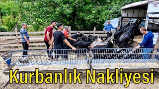 KURBANLIK NAKLİYESİ  Akkocalarda 20 Tane Keçi Satıldı [upl. by Yzdnil]