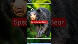 Spectacled Bear 🐨🐻likesadia animals beautifulscenery bear wildlife [upl. by Shell]