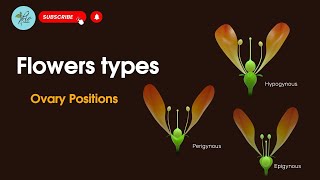 Hypogynous Perigynous Epigynous  Position of ovary in flowers  Types of Flowers based on ovary [upl. by Darbie]