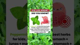 Peppermint Tea for Kids  Health Benefits amp How to Make It Safely [upl. by Skyler]